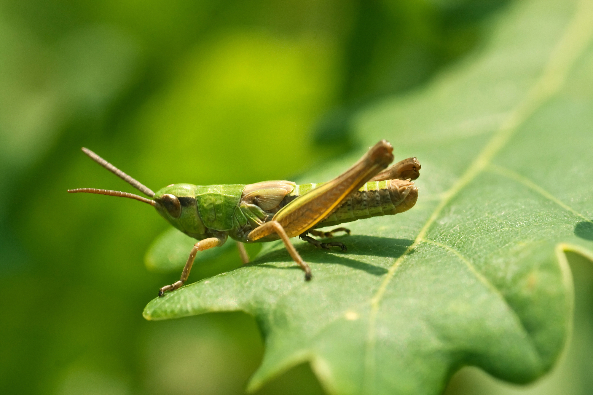 Grasshopper on the grass