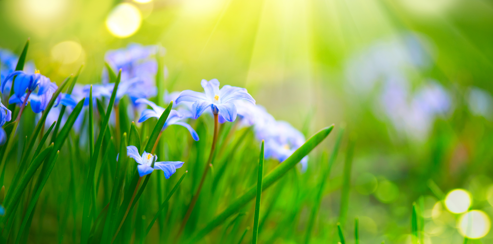 Snowdrop spring flowers in sunshine