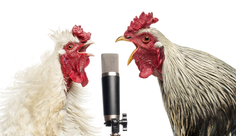 Two roosters singing at a microphone